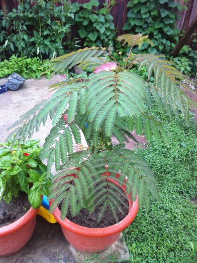 image - Albizia-Arborele de matase