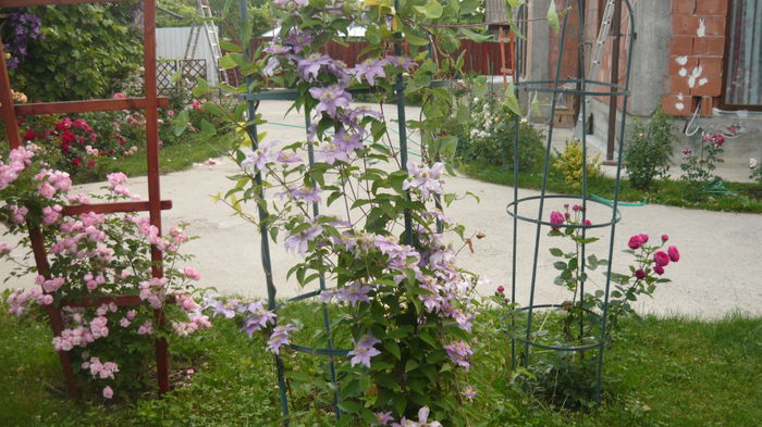 074 - clematite infloriri