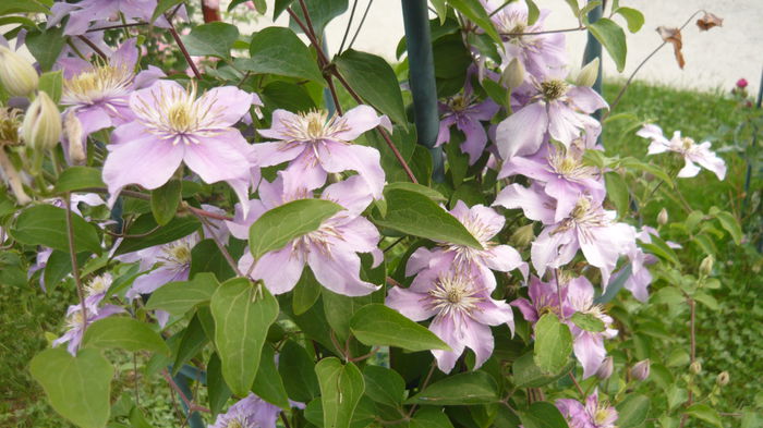 075 - clematite infloriri