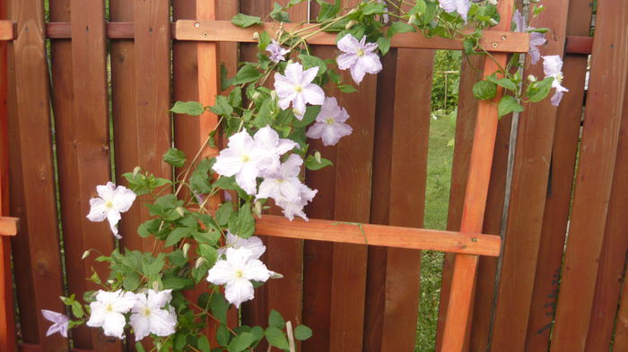 097 - clematite infloriri