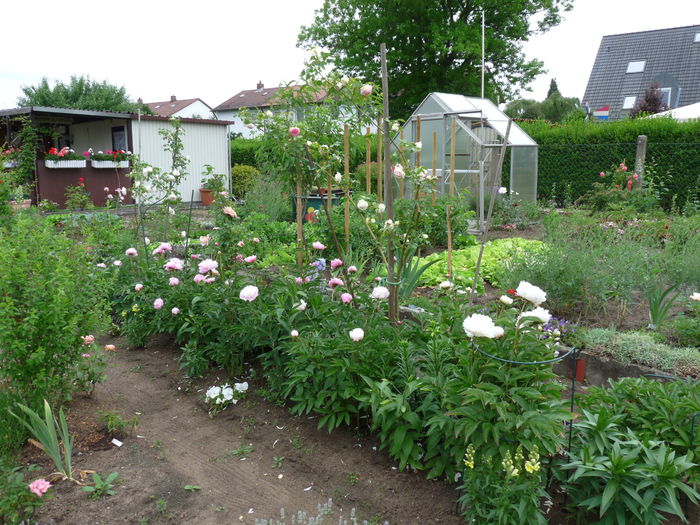 P1640406 - 2015 - 01 - Primavara si vara