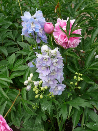 P1640475 - 2015 - 01 - Primavara si vara