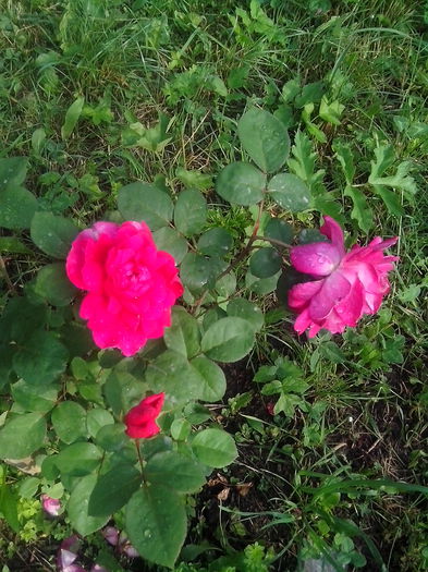 IMG_20150620_191949 - Sophys  rose