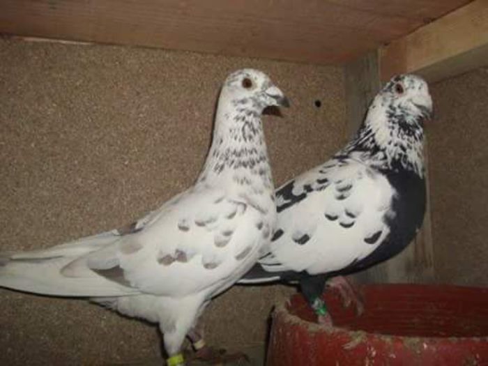 FB_IMG_1432117482361