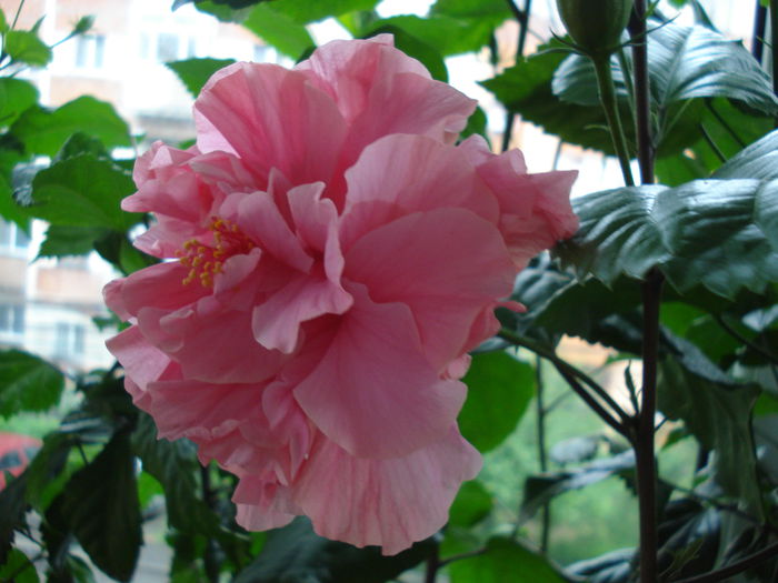 DSC01907