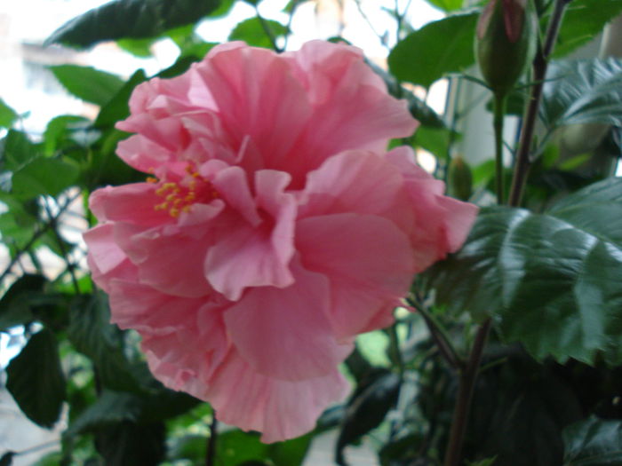 DSC01917