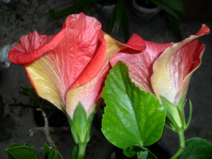SAM_6464 - hibiscusi 2015-2