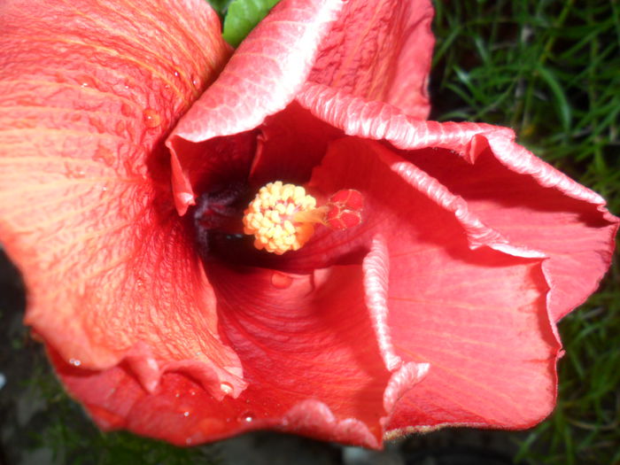 SAM_6465 - hibiscusi 2015-2