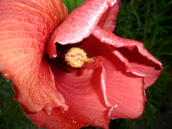 SAM_6466 - hibiscusi 2015-2