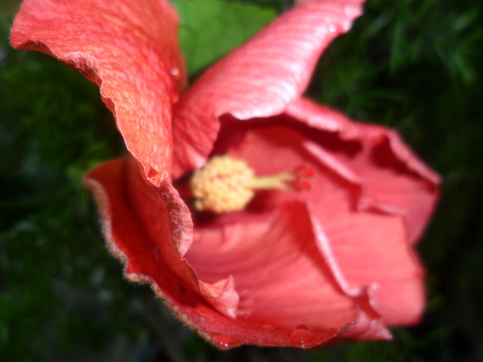 SAM_6467 - hibiscusi 2015-2