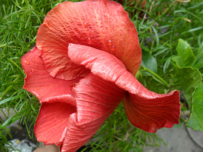 SAM_6468 - hibiscusi 2015-2