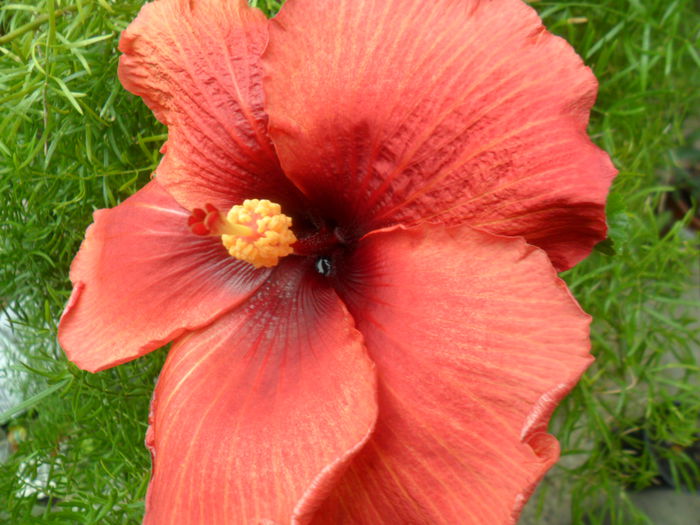 SAM_6472 - hibiscusi 2015-2