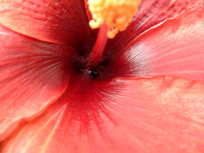 SAM_6475 - hibiscusi 2015-2