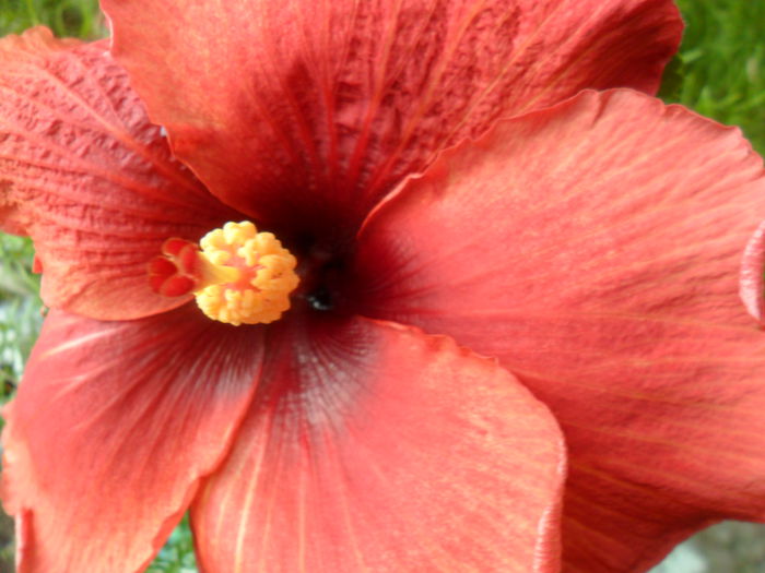 SAM_6477 - hibiscusi 2015-2