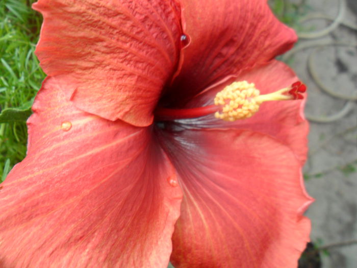 SAM_6478 - hibiscusi 2015-2