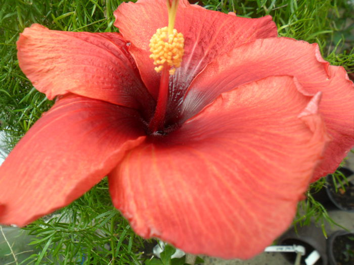 SAM_6485 - hibiscusi 2015-2