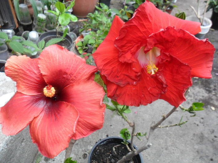 SAM_6488 - hibiscusi 2015-2