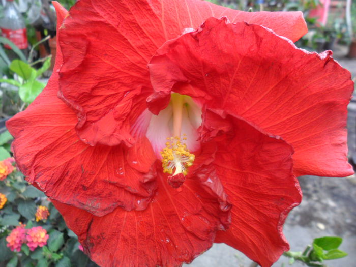 SAM_6489 - hibiscusi 2015-2