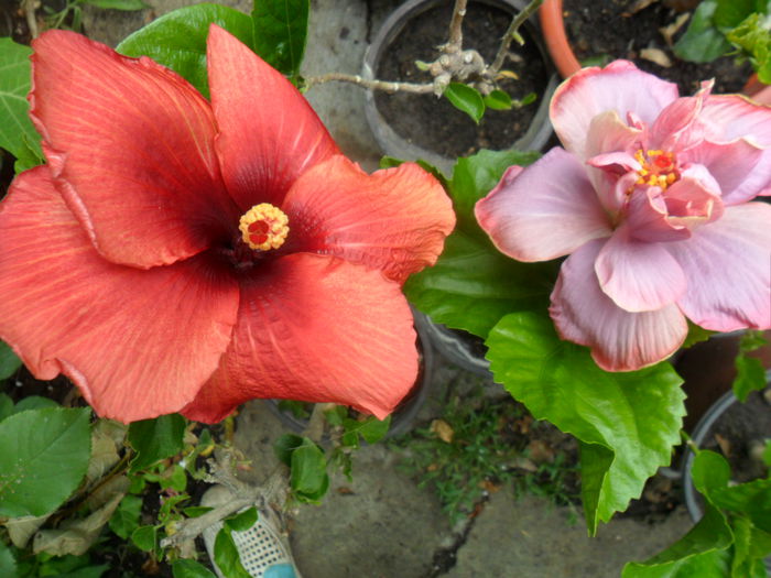 mahogany star si key west thunderhead - hibiscusi 2015-2
