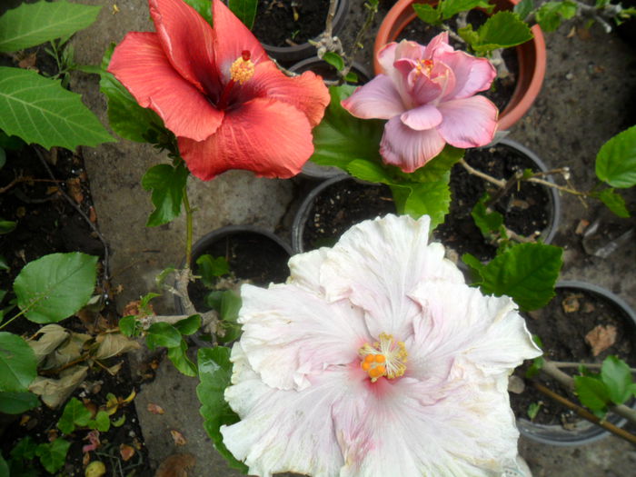 SAM_6500 - hibiscusi 2015-2