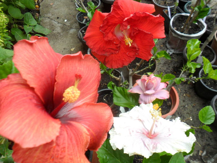 SAM_6502 - hibiscusi 2015-2