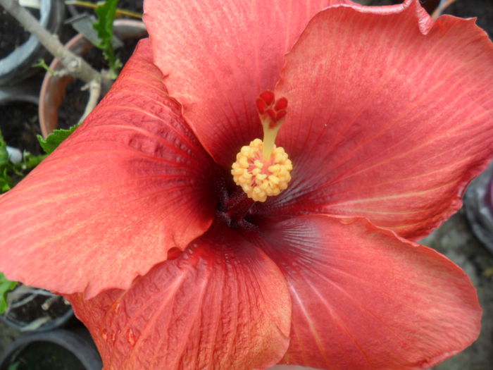 SAM_6505 - hibiscusi 2015-2