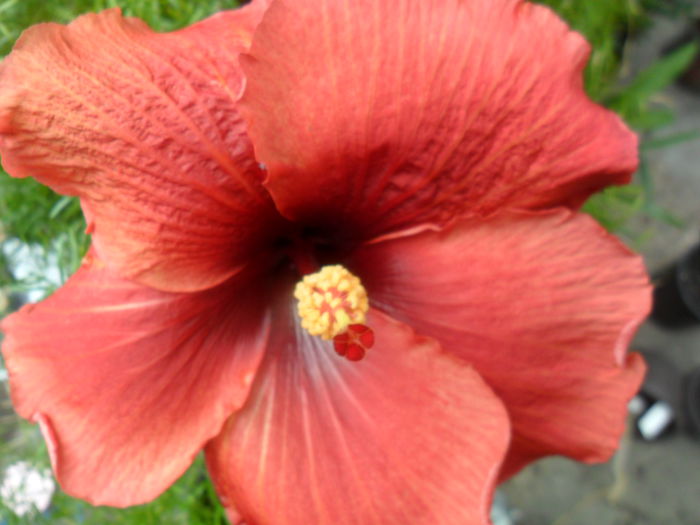 SAM_6480 - mohagany star