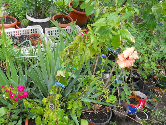 DSCN9923 - Flori apartament