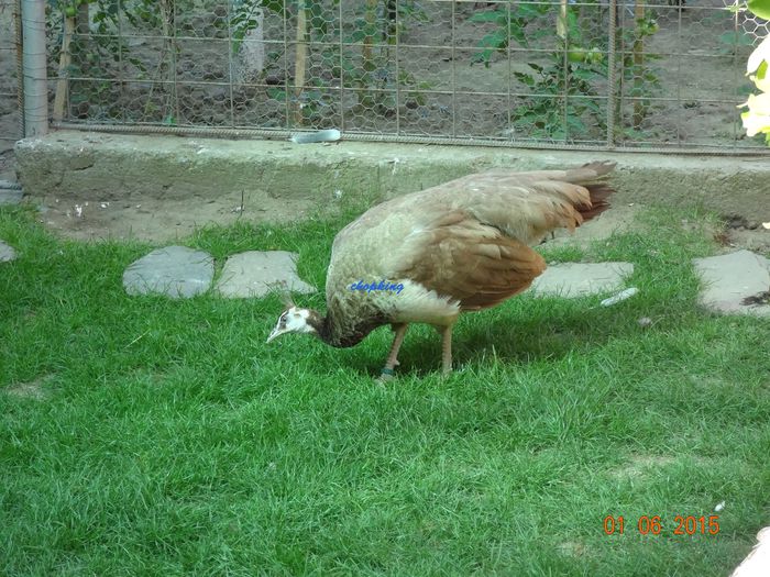 DSC00398