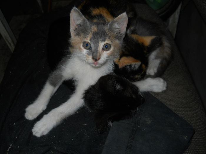 DSCN9920 - Animalute la Amara