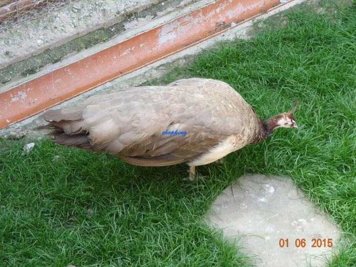 DSC00532