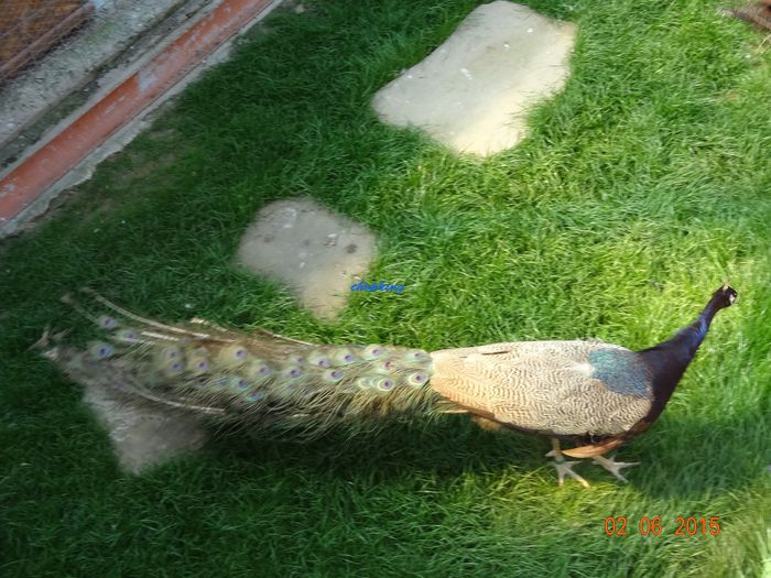 DSC00584
