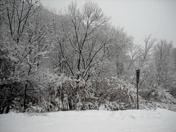 DSCN2925 - iarna
