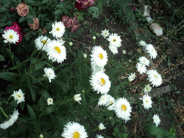 DSC08502 - Gradina