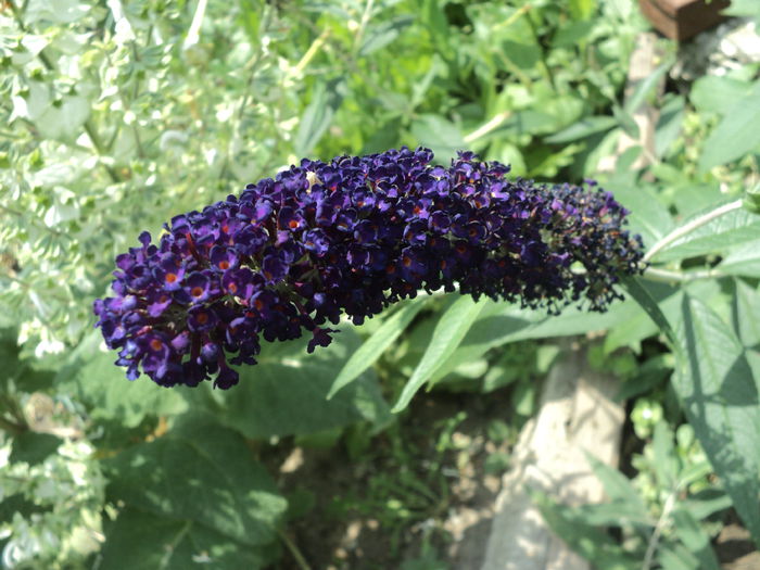 DSC08497 - Gradina