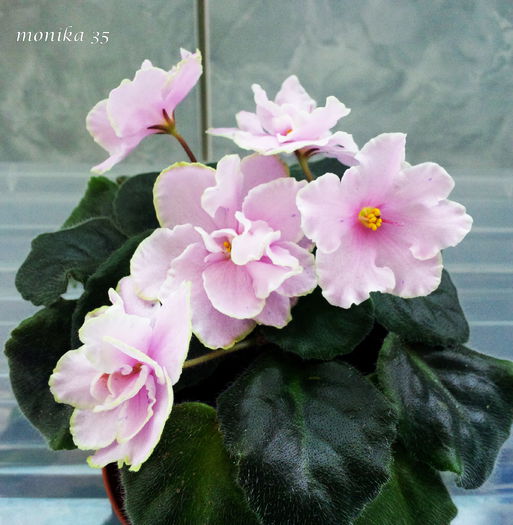 Iunie 2015 - CHIMPANSY-PIERDUT