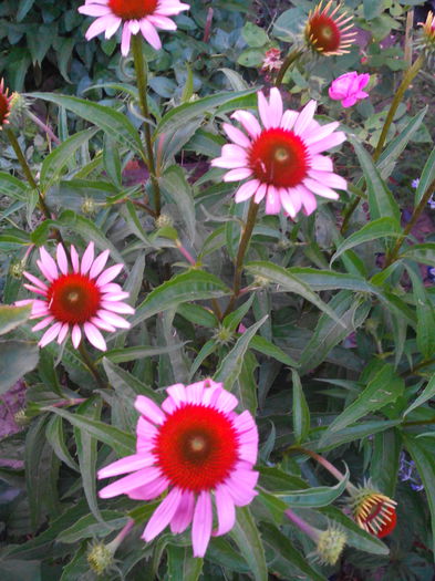 echinacea