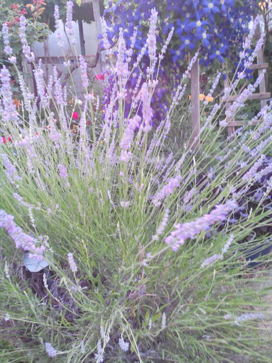 lavanda - Urzicuta de gradina decorativa si alte flori de vara  2015