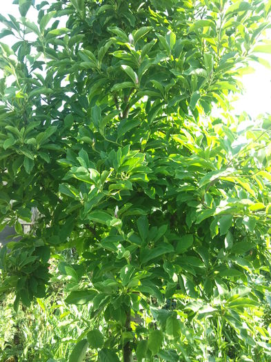 magnolia pregatita sa infloreasca