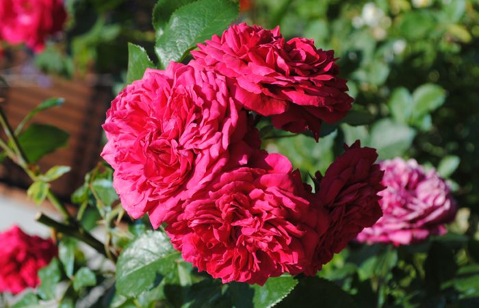 Red Leonardo da Vinci - 2015 trandafiri -II