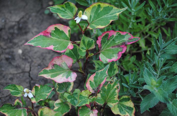 Houttuynia cordata Chamaeleon; planta cameleon
