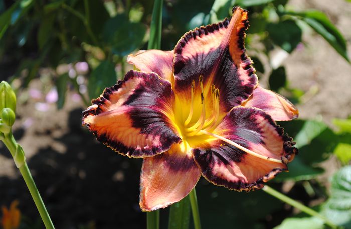 16 06,hemerocallis exotic-treasure :)))