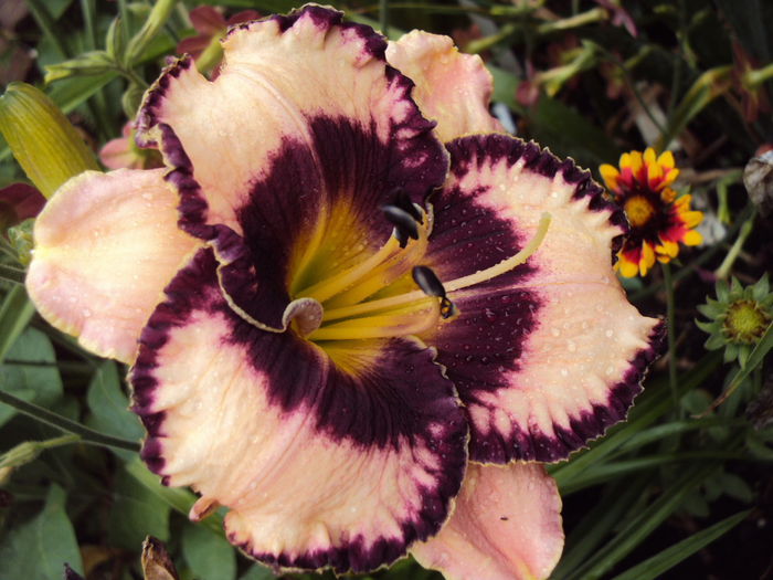 hemerocallis exotic-treasure,poza net