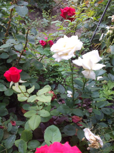 primi mei trandafiri prinsi sub sticla au 10 ani - Urzicuta de gradina decorativa si alte flori de vara  2015