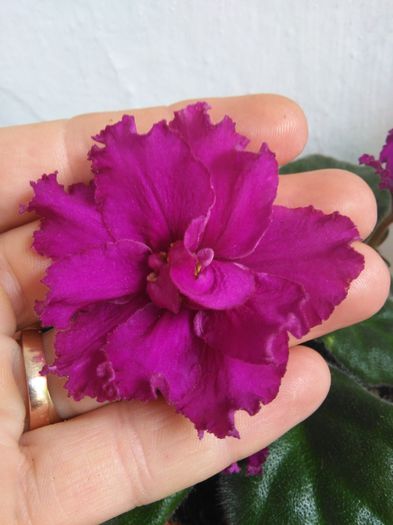  - A-Violete