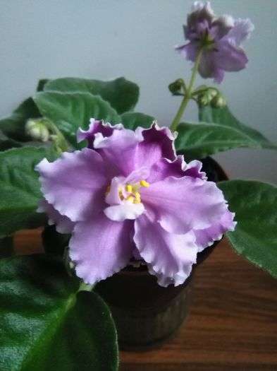Loisiana Lulaby - A-Violete