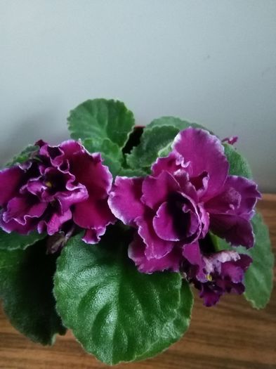 Le Don Corleone - A-Violete