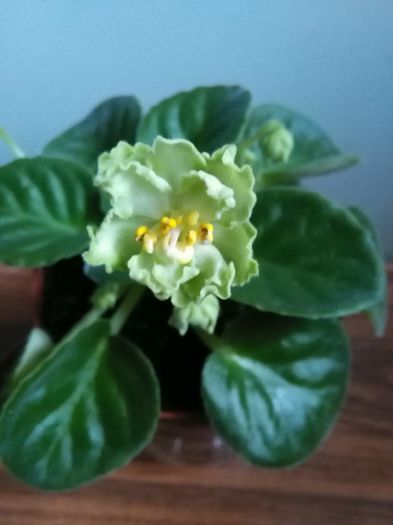 Green Lace - A-Violete
