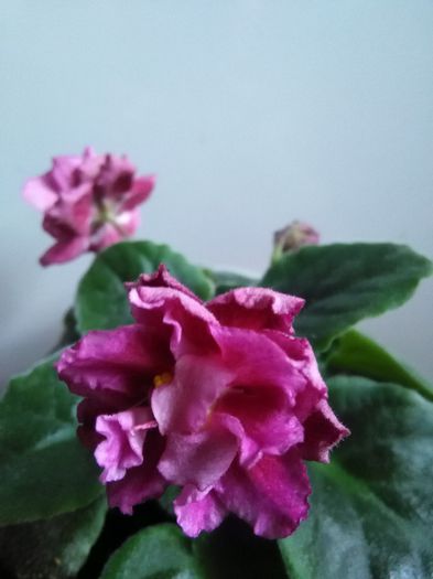 Moroznaja Vishnia