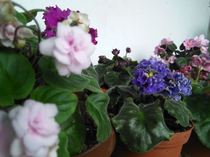  - A-Violete